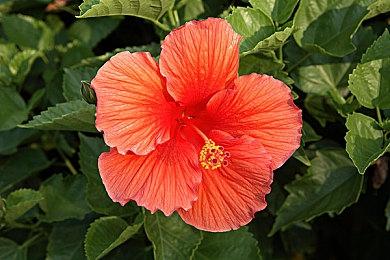 日式动作游戏《浪人崛起》新截图 画面效果惊艳